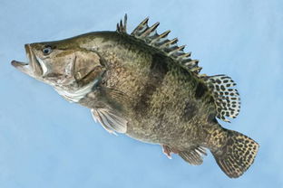 为什么很少人养鳜鱼 为什么桂鱼越大越便宜