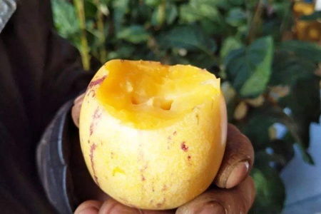 为什么医生不建议吃人参果 三种人坚决不能吃人参果