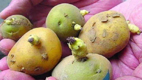 为什么土豆要少吃尽量不吃 为什么医生不建议多吃