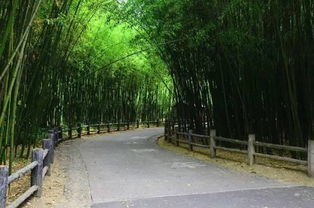 为什么晚上不能去竹林 竹林为什么鬼最多