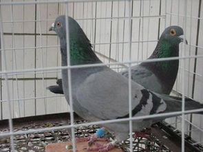 为什么说养鸽子穷一辈子 养鸽子的人容易得怪病