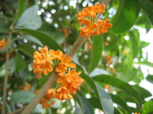 为什么桂花树只栽一棵 桂花树不双种什么意思