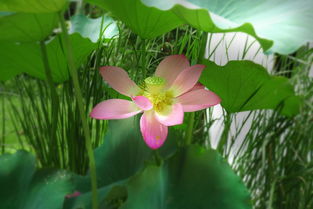 为什么用芙蓉表示荷花 芙蓉到底是不是荷花