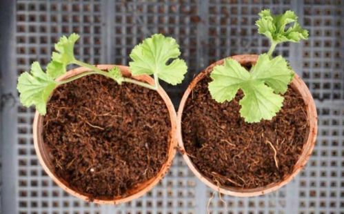 为什么椰糠种的植物都养不活 椰糠养花好不好