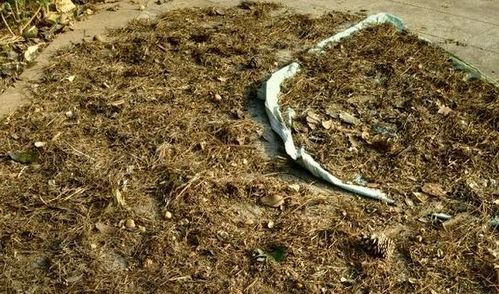 为什么营养土一种就死 营养土必须掺入自然土