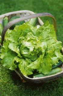 为什么晚上吃生菜会瘦 什么蔬菜刮油减肥最有效