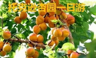 为什么杏吃多了伤人 为什么说杏树底下埋死人