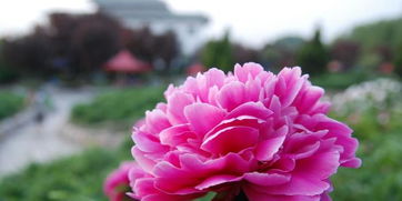 为什么牡丹不能栽单棵 为什么种牡丹必须种芍药