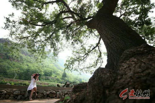 为什么老槐树没人敢动 槐树为什么非常恐怖