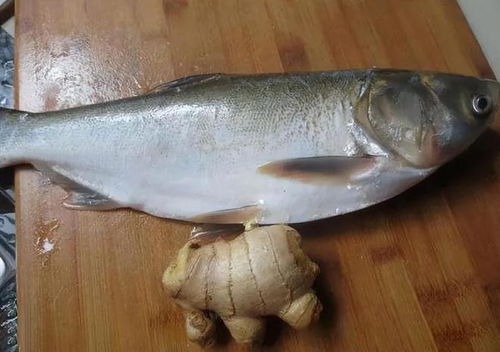 为什么都不吃白鲢鱼 白鲢是最差的鱼吗