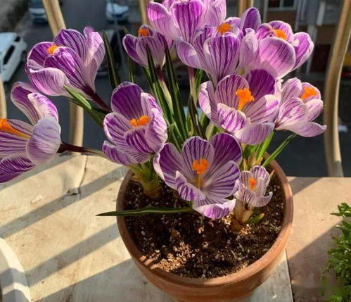 为啥有的人一养花就死 女人养不活花预示什么