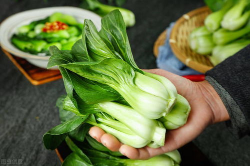 为什么青菜比肉类难消化 吃了青菜不消化正常吗