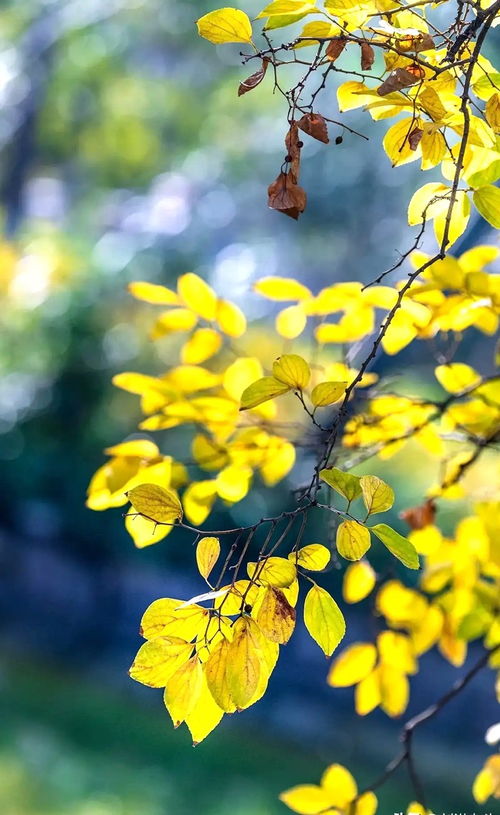 乌桕叶的副作用和毒性 乌桕树致癌是真的