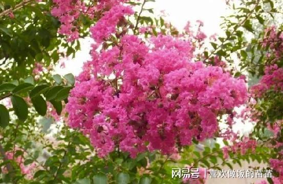 为啥院子不能栽紫薇树 为什么说紫薇不吉利