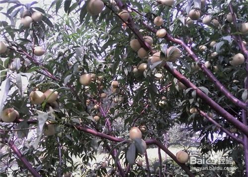 为什么门前不种桃树 门前种桃树为大凶