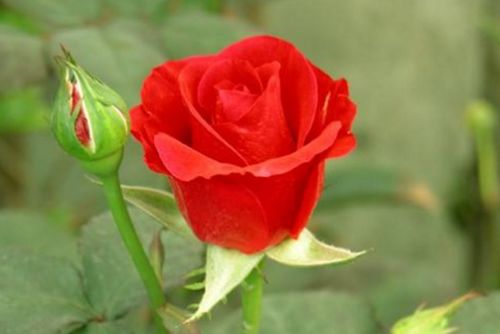 为啥男生第一次会送白玫瑰 男人为什么喜欢白玫瑰