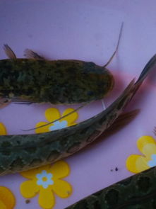 为什么说黑鱼是鬼 家里为什么不能养黑鱼