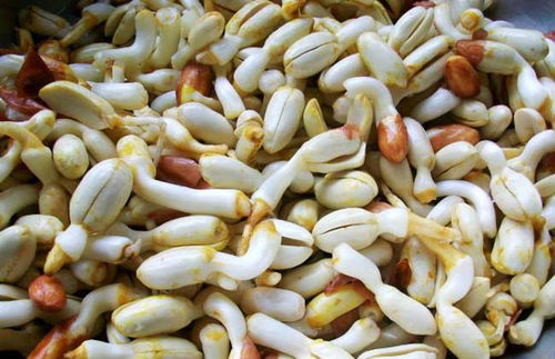 为什么说花生芽有毒 6类人不宜吃花生芽