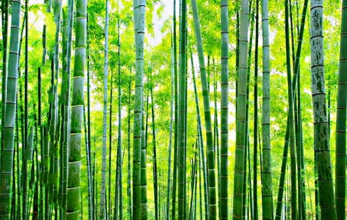 为什么说竹子在门前不吉利 为什么门前不能种竹子