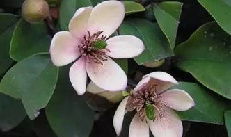 为何现在没人养含笑花 含笑花风水上有忌讳吗