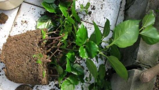 为什么赤楠一换盆就死掉 赤楠为什么要用黄土