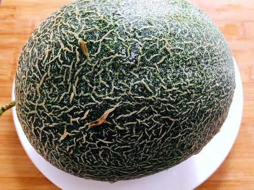 九里香喜水还是旱 九里香怕太阳暴晒吗