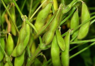 九月寒毛豆种几月可种 9月份可以种黄豆吗