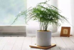 云竹的寓意与风水 家里养云竹的注意事项