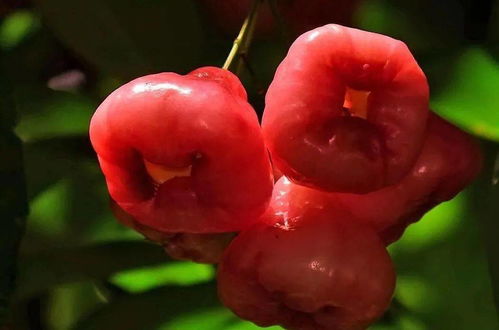 五种人不能吃莲雾 吃莲雾果十大禁忌