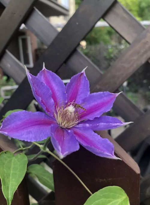 五月最具有代表性的花 五月的最美别称