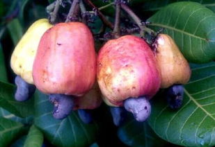 云南十大名果 昆明十大特产水果