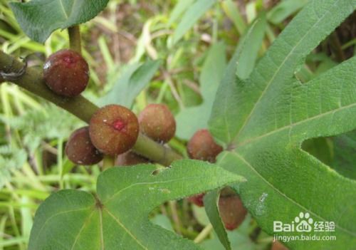 五指毛桃副作用太大了怎么办 五指毛桃去湿气多久见效