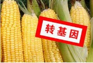 人吃转基因玉米危害 中国为啥不禁止转基因