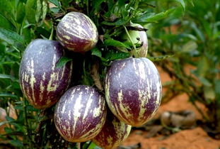 人参果三千年一开花台词 西游记人参果一共有多少个