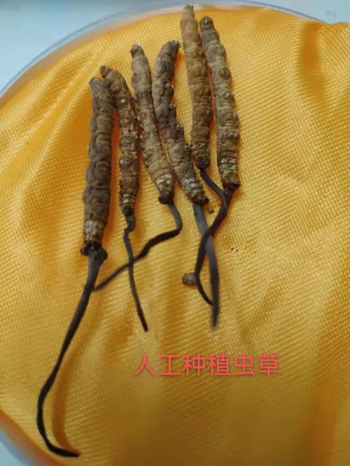 人工虫草是假虫草吗 人工种植虫草多少一斤