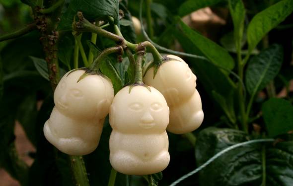 人参果树能存活几年 人参果一年结几次果子