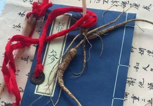 人参为什么要系红绳 人参会跑什么原理