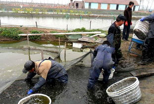 人工养泥鳅怎么养殖 无土泥鳅养殖