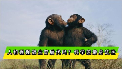 人和猩猩能产下后代吗 猩猩会把人当成同类吗