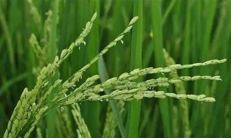 五谷中的黍菽稷是什么意思 五谷：稻,麦,黍,菽,稷