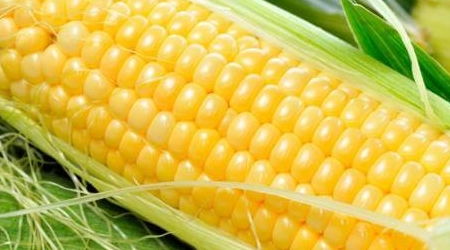 人工种玉米怎么种 种玉米全过程
