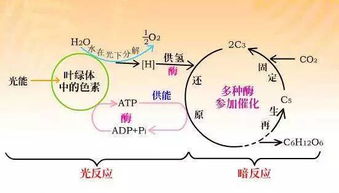 什么叫做光合作用 人可以进行光合作用吗