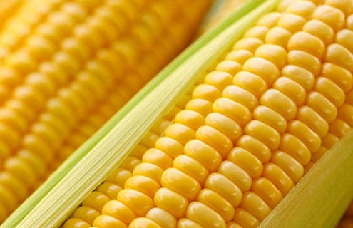 什么人不宜吃玉米 吃过玉米别碰八种食物