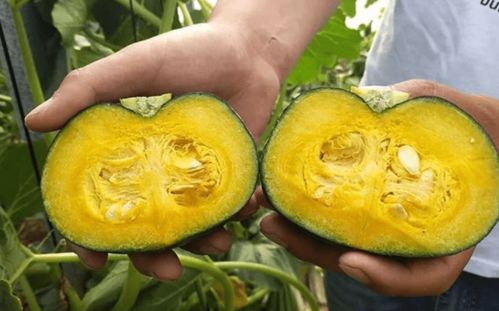 什么品种的南瓜最好吃 口感最好的南瓜品种排名