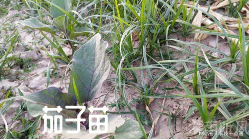 什么方法激活僵苗最快 怎么判断是不是僵苗