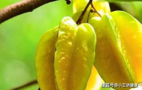 什么人不能吃杨桃 杨桃三种人不宜吃