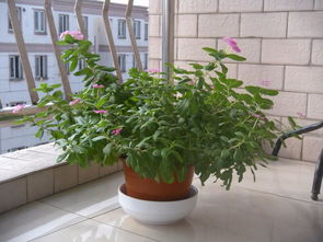 什么植物可以带来好运气 提升好运气的植物