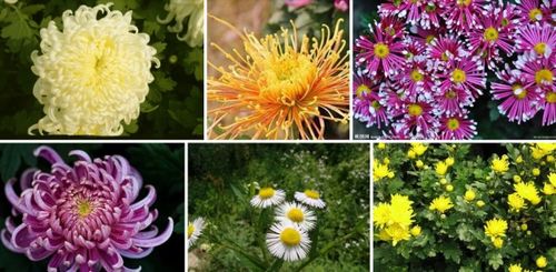 什么花在秋天开的最美 秋天最常见的花有哪些
