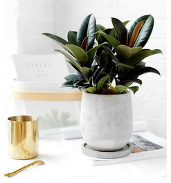 什么绿植能旺水命的人 水命人忌讳什么颜色