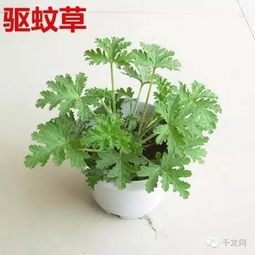 什么植物能驱蚊子 有木有什么办法不被蚊子叮